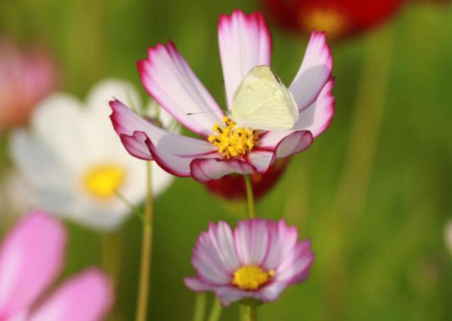 年纪越大越有魅力(最有女人味的星座)