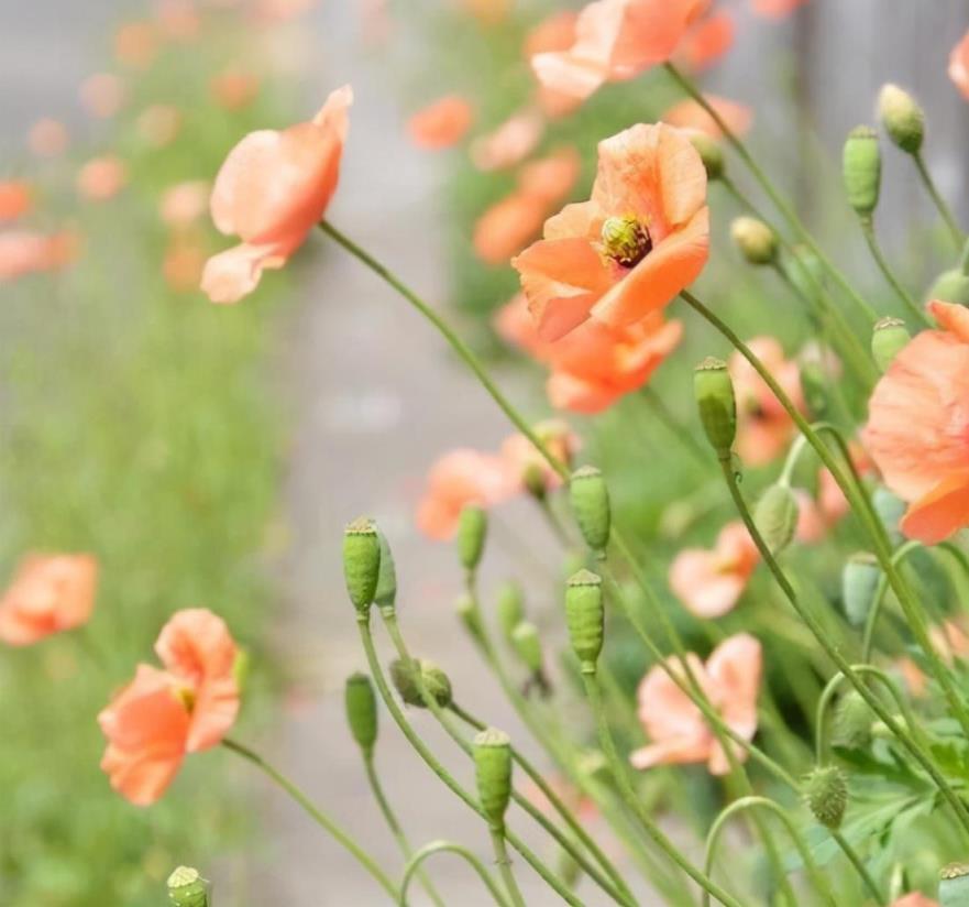 年纪越大越有魅力(最有女人味的星座)
