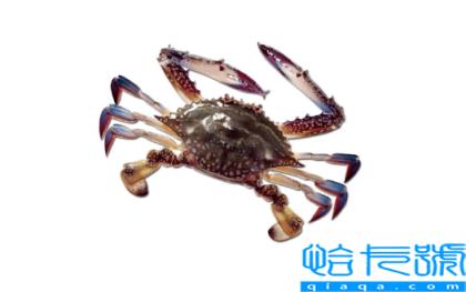 梭子蟹不立刻吃放冷冻还是冷藏(梭子蟹暂时不吃怎么保存)