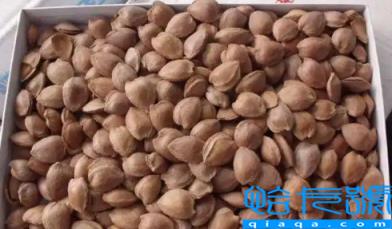 山上的野杏仁能吃吗(中药一般用南杏仁还是北杏仁)