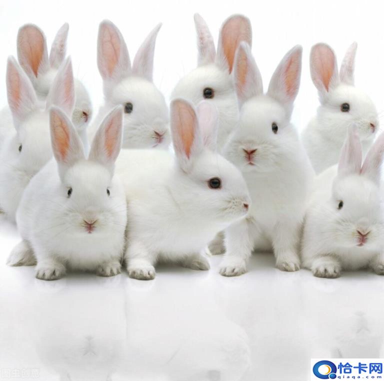 如何养宠物兔(宠物兔的饲养指南)