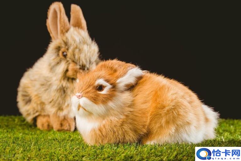 如何养宠物兔(宠物兔的饲养指南)