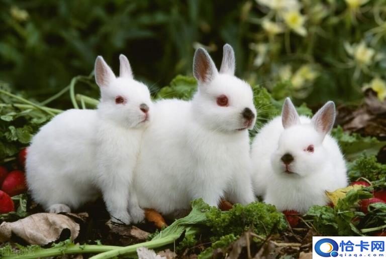 如何养宠物兔(宠物兔的饲养指南)