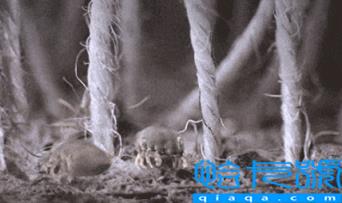 吹风机能杀死螨虫吗(螨虫用吹风机吹多久能杀死)