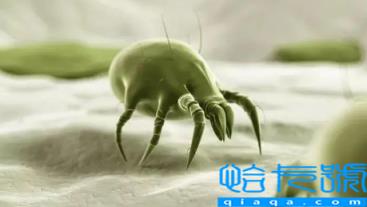吹风机能杀死螨虫吗(螨虫用吹风机吹多久能杀死)