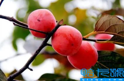 火葫芦柿子吃软的还是硬的(火葫芦柿子是放软了再吃吗)