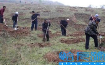 霜降以后还能种树吗(霜降以后种树成活率怎么样)