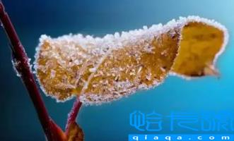 2022年霜降会提前吗(先立冬还是先霜降)