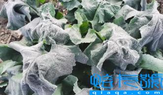 2022年霜冻会早来还是晚来(2022年什么时候会出现霜冻)