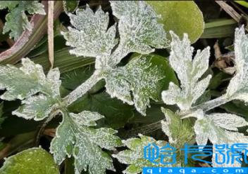 2022年霜冻会早来还是晚来(2022年什么时候会出现霜冻)