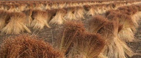 世界上最大的亚麻产地在哪里？亚麻的生产地是哪里