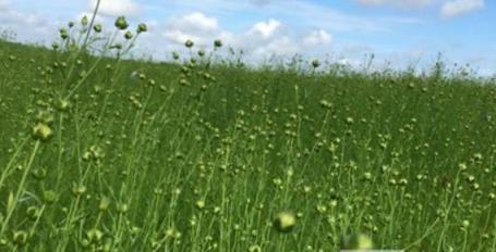 世界上最大的亚麻产地在哪里？亚麻的生产地是哪里