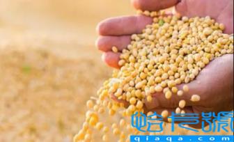 大豆被和蚕丝被哪个适合孩子(大豆被和蚕丝被哪个好)