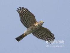 588张常见鸟类高清图谱(鸟类大全图片及名称)