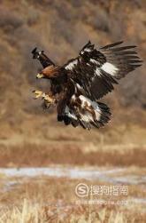 588张常见鸟类高清图谱(鸟类大全图片及名称)