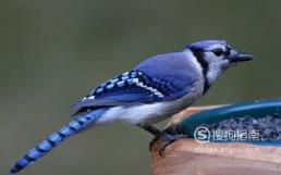 588张常见鸟类高清图谱(鸟类大全图片及名称)