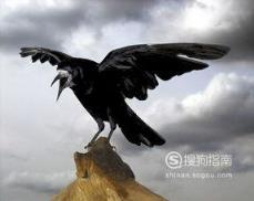 588张常见鸟类高清图谱(鸟类大全图片及名称)