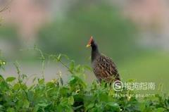 588张常见鸟类高清图谱(鸟类大全图片及名称)