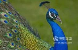 588张常见鸟类高清图谱(鸟类大全图片及名称)