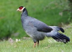 588张常见鸟类高清图谱(鸟类大全图片及名称)