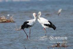 588张常见鸟类高清图谱(鸟类大全图片及名称)