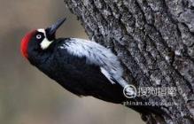 588张常见鸟类高清图谱(鸟类大全图片及名称)