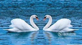 588张常见鸟类高清图谱(鸟类大全图片及名称)