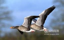 588张常见鸟类高清图谱(鸟类大全图片及名称)