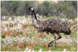 588张常见鸟类高清图谱(鸟类大全图片及名称)