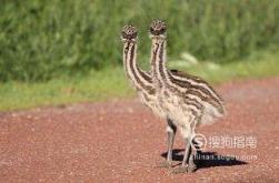 588张常见鸟类高清图谱(鸟类大全图片及名称)