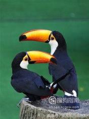 588张常见鸟类高清图谱(鸟类大全图片及名称)