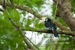 588张常见鸟类高清图谱(鸟类大全图片及名称)