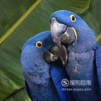 588张常见鸟类高清图谱(鸟类大全图片及名称)