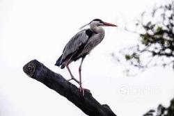 588张常见鸟类高清图谱(鸟类大全图片及名称)