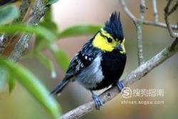 588张常见鸟类高清图谱(鸟类大全图片及名称)