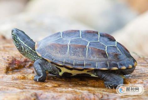龟谷鳖老养龟玩龟心经之白眼病治疗方法(乌龟得白眼病的原因怎么治)