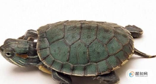 龟谷鳖老养龟玩龟心经之白眼病治疗方法(乌龟得白眼病的原因怎么治)