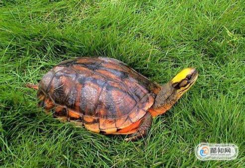 龟谷鳖老养龟玩龟心经之白眼病治疗方法(乌龟得白眼病的原因怎么治)