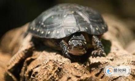 龟谷鳖老养龟玩龟心经之白眼病治疗方法(乌龟得白眼病的原因怎么治)