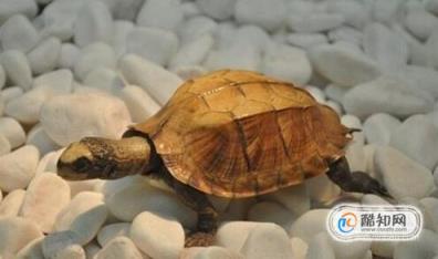 龟谷鳖老养龟玩龟心经之白眼病治疗方法(乌龟得白眼病的原因怎么治)