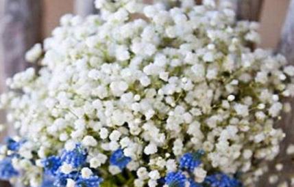 满天星的花语(满天星的花语是什么)