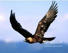 东江揽胜:588张常见鸟类高清图谱(鸟类大全图片及名称)