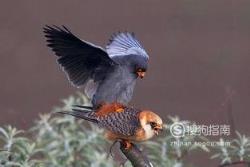 东江揽胜:588张常见鸟类高清图谱(鸟类大全图片及名称)