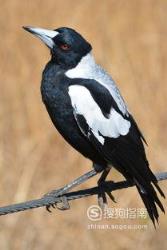 东江揽胜:588张常见鸟类高清图谱(鸟类大全图片及名称)