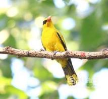 东江揽胜:588张常见鸟类高清图谱(鸟类大全图片及名称)