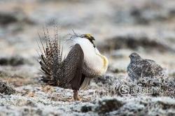 东江揽胜:588张常见鸟类高清图谱(鸟类大全图片及名称)