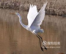 东江揽胜:588张常见鸟类高清图谱(鸟类大全图片及名称)