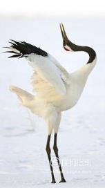 东江揽胜:588张常见鸟类高清图谱(鸟类大全图片及名称)