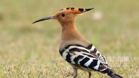 东江揽胜:588张常见鸟类高清图谱(鸟类大全图片及名称)