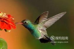 东江揽胜:588张常见鸟类高清图谱(鸟类大全图片及名称)